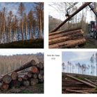 Holz für China 2020