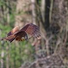 Holz für den Bau