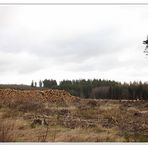 Holz für die Papierfabrik / Der Harz mal anders I