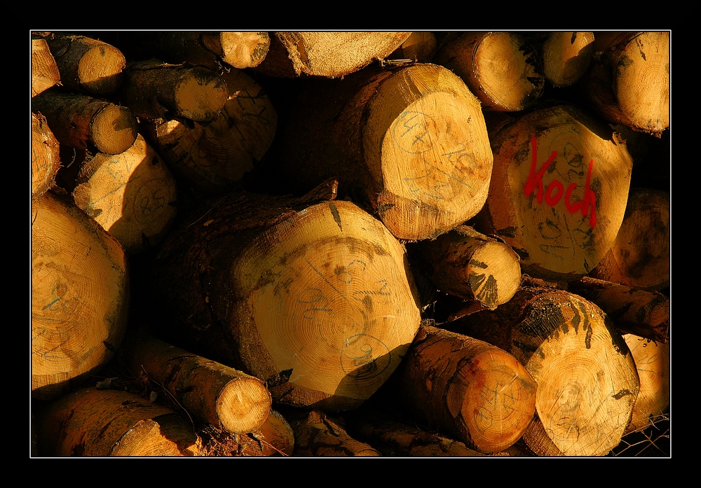 Holz für Herrn Koch