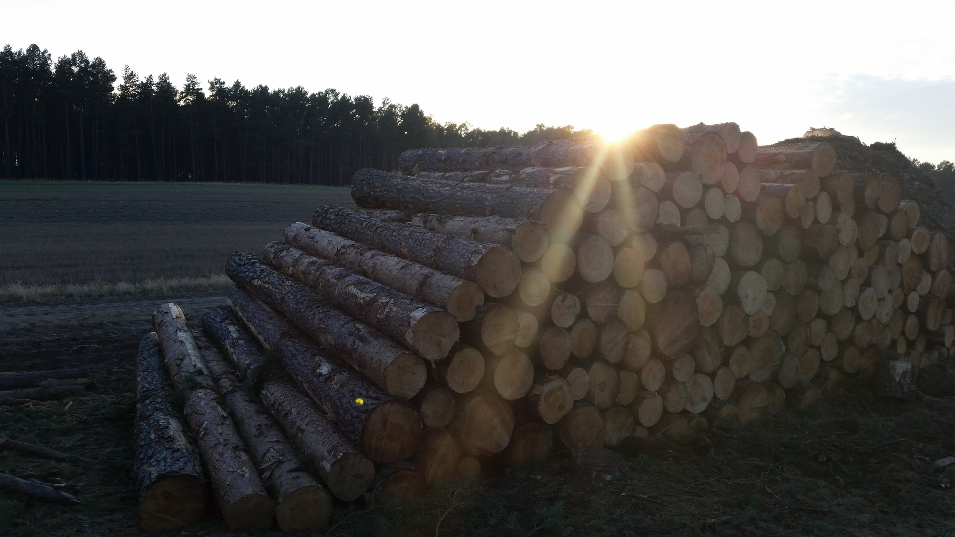 Holz gestapelt im Wald