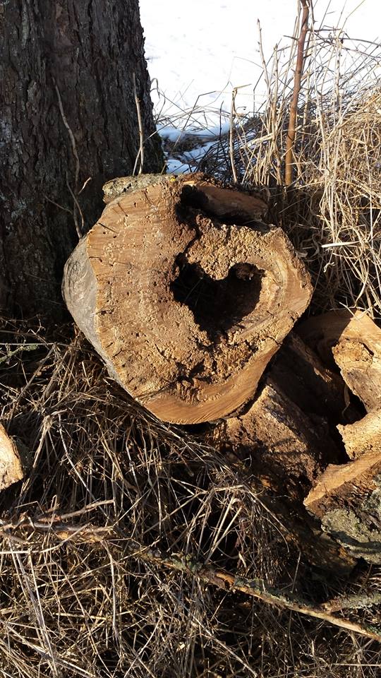 Holz Herz Foto Bild Baume Natur Pflanzen Bilder Auf Fotocommunity