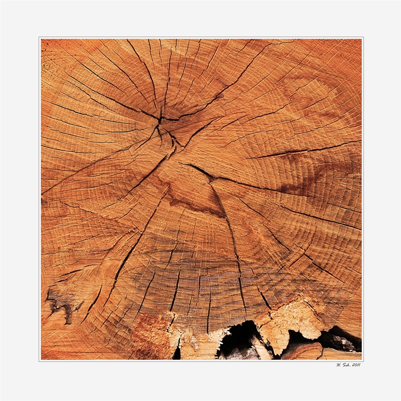 Holz I - Ursprünglichkeit