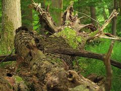 Holz im Kreislauf der Natur