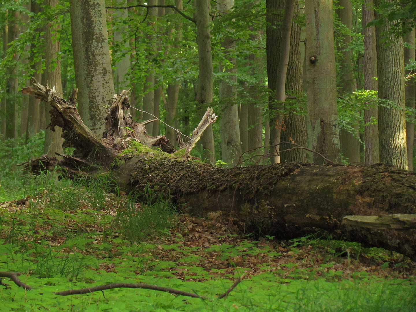 Holz im Kreislauf der Natur II