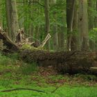 Holz im Kreislauf der Natur II