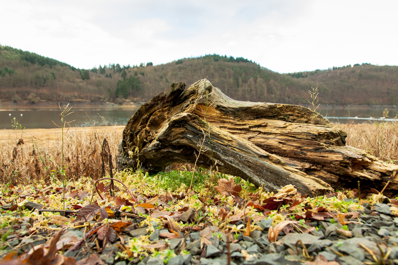 Holz im leeren Edersee bei Harbshausen