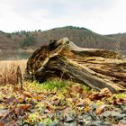 Holz im leeren Edersee bei Harbshausen