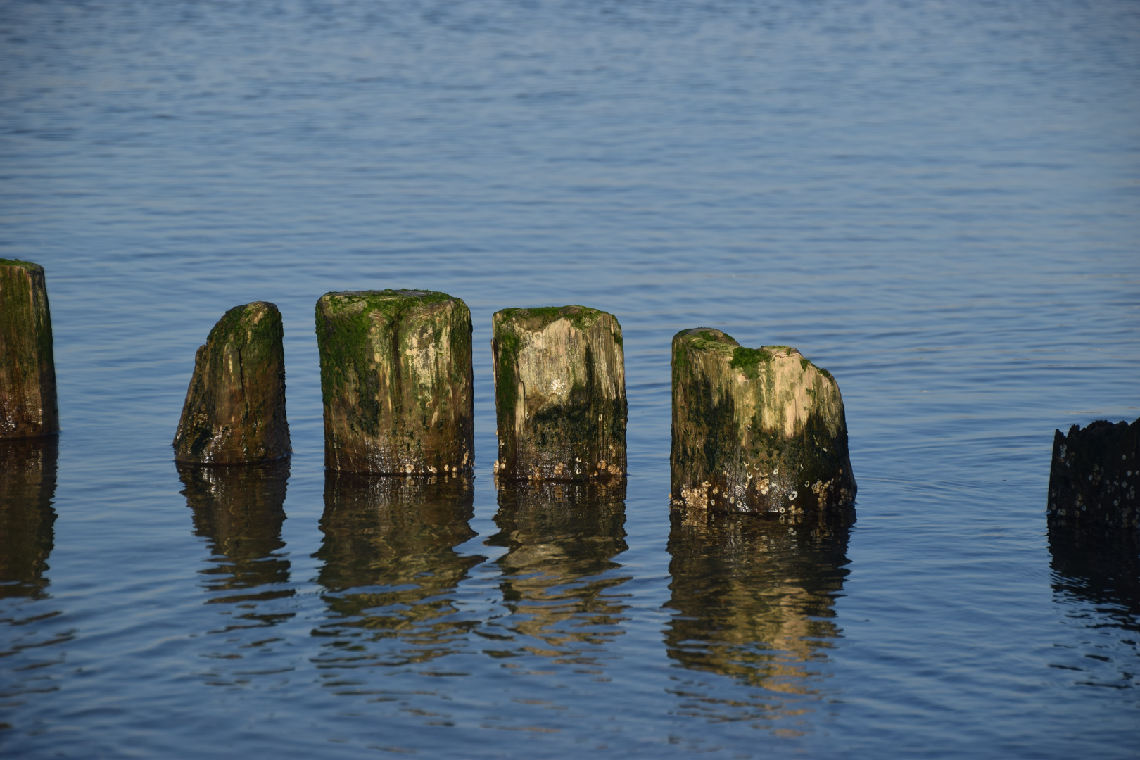 Holz im Meer