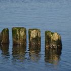 Holz im Meer