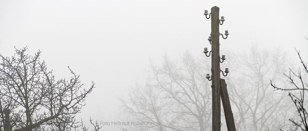 HOLZ IM NEBEL