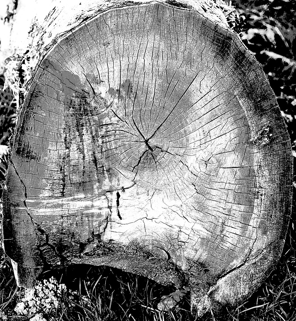 Holz im Querschnitt