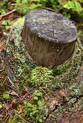 Holz im Stehkragen