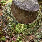 Holz im Stehkragen