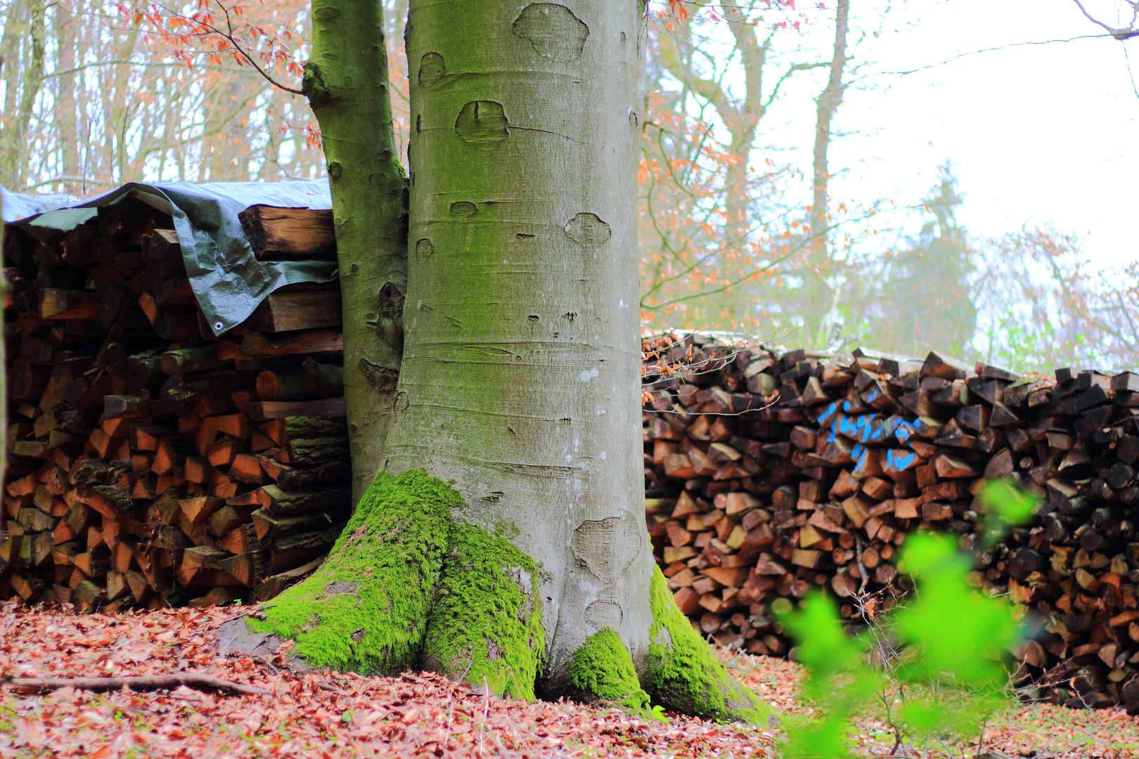 Holz im Wald