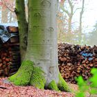 Holz im Wald