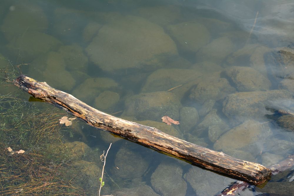 Holz im Wasser (3) Foto & Bild landschaft, bach, fluss & see, see