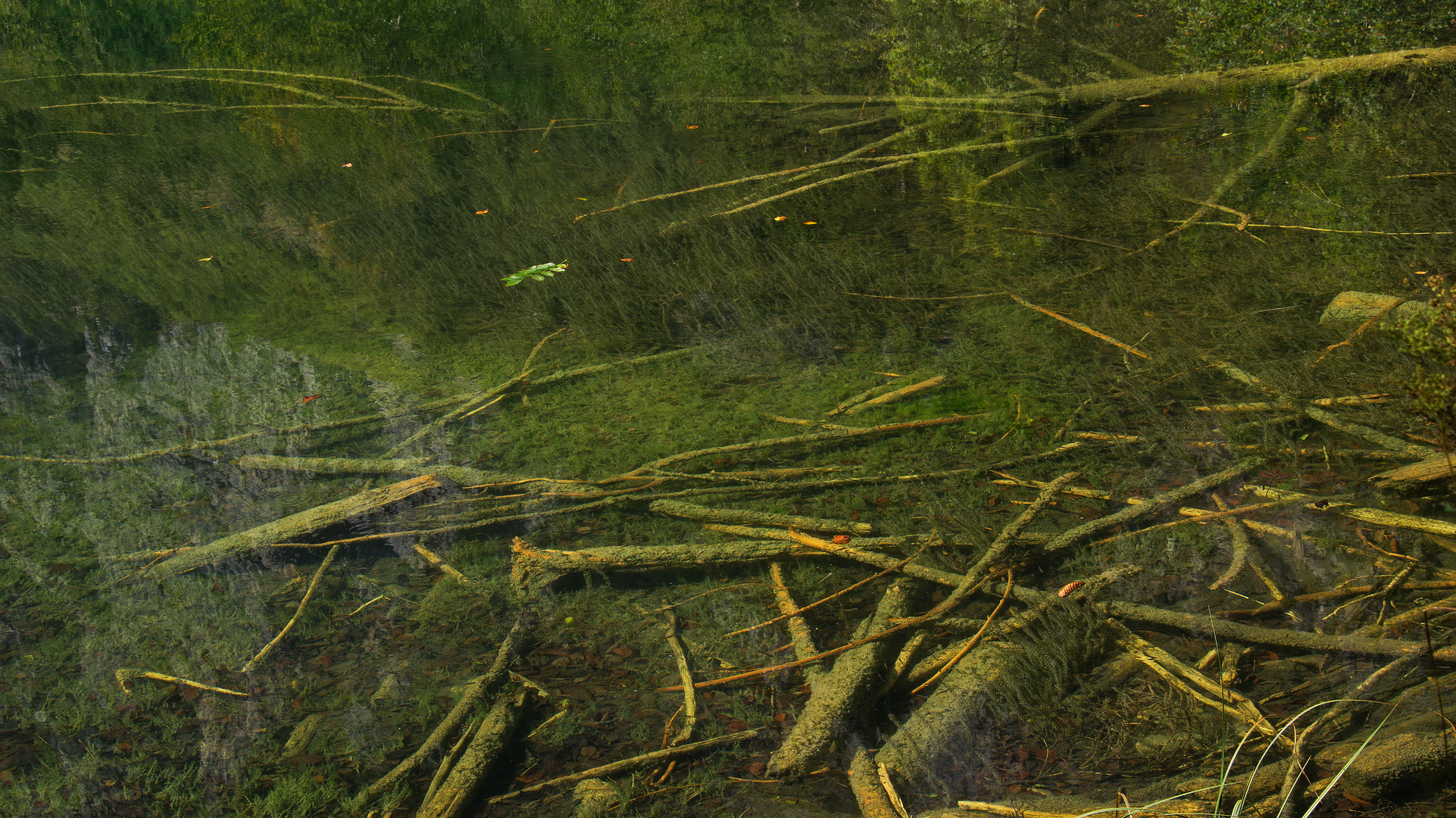 holz im Wasser