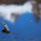 Holz im Wasser