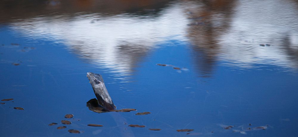 Holz im Wasser