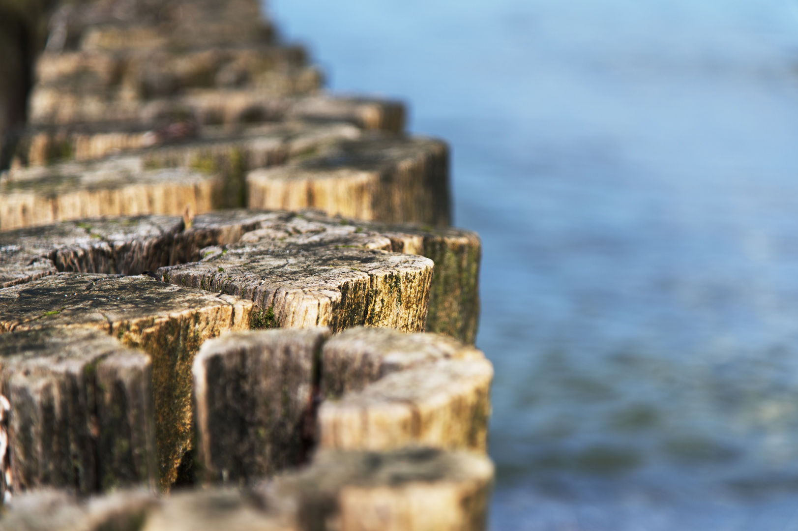 Holz im Wasser