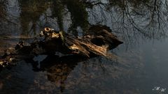 Holz im Wasser