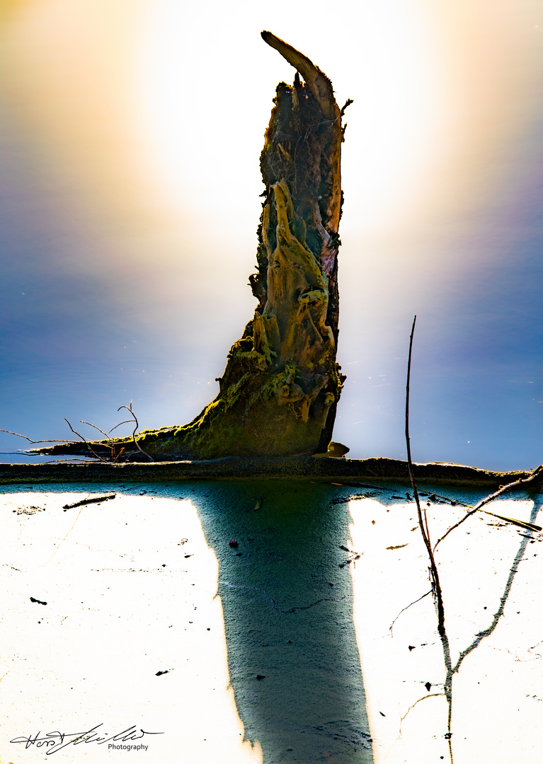 Holz im Wasser