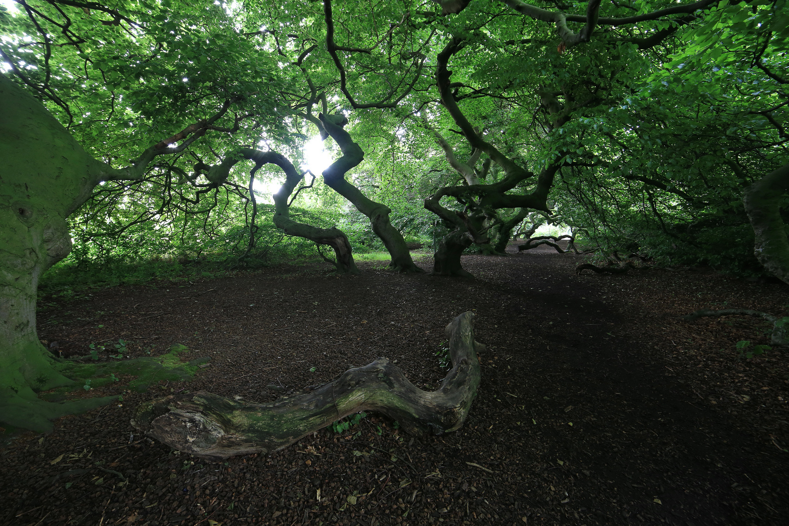 holz in der allee