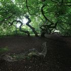 holz in der allee