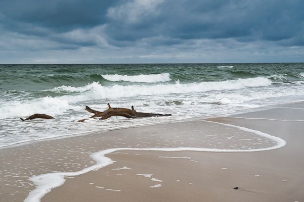 Holz in der Brandung ... Weststrand Born Darß