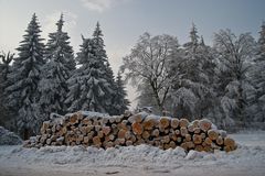 Holz in seinen verschiedenen Erscheinungsformen