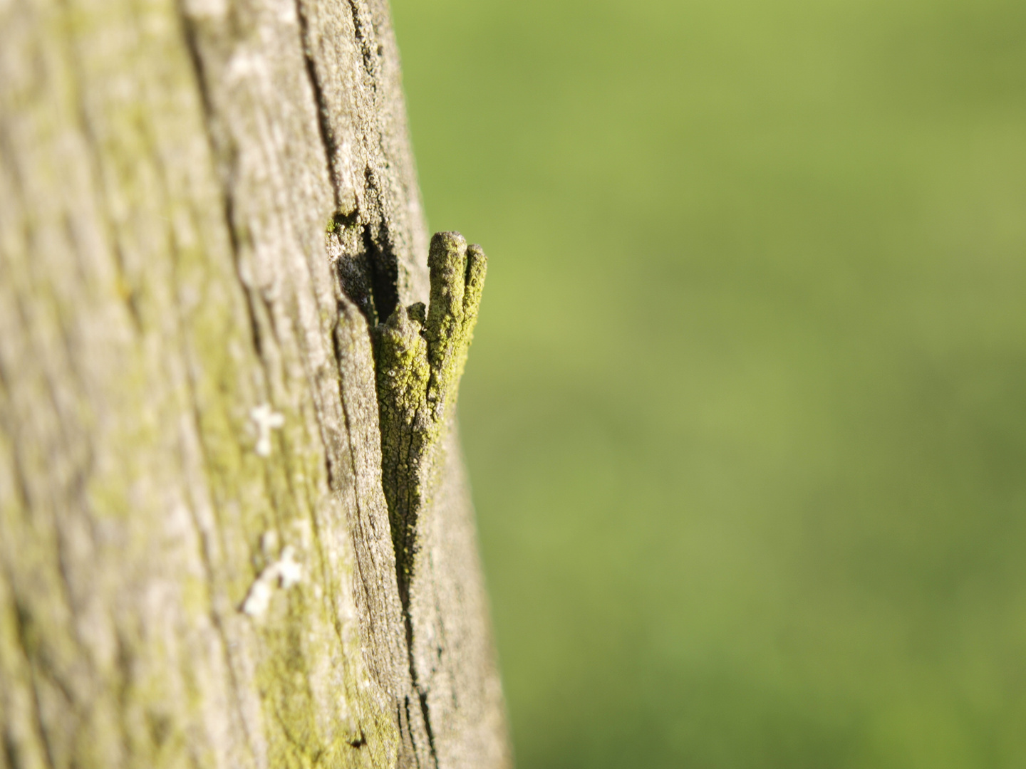 Holz irgend wann fällt es auseinander