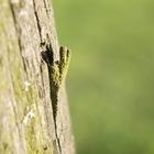 Holz irgend wann fällt es auseinander