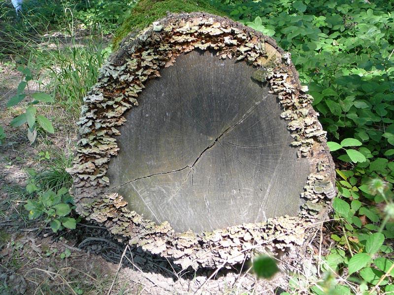 Holz ist nicht ...