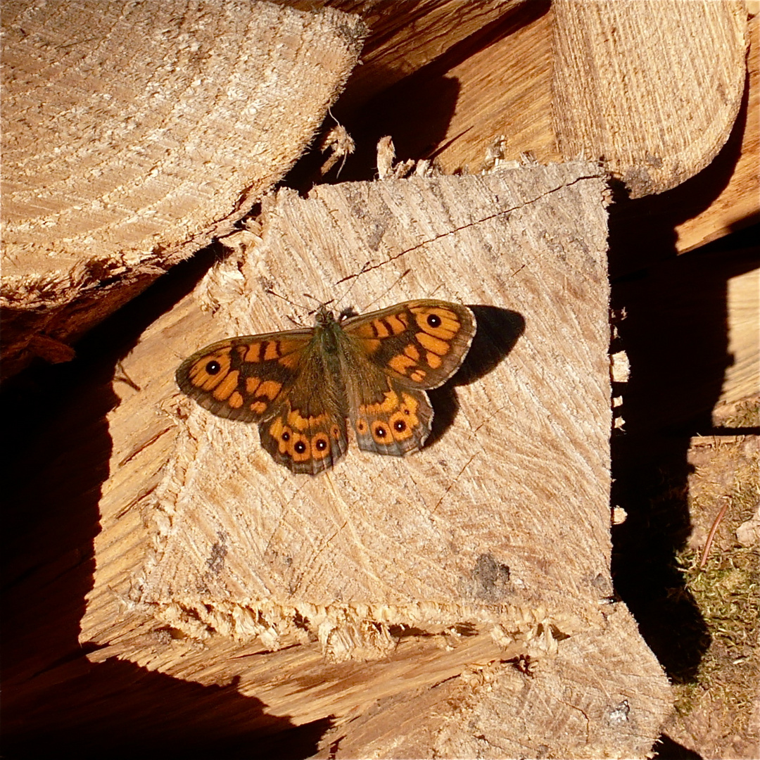 Holz IV - Der Mauerfuchs (Lasiommata megera megera), ein Männchen