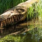 Holz Krokodil im Münchner Tierpark