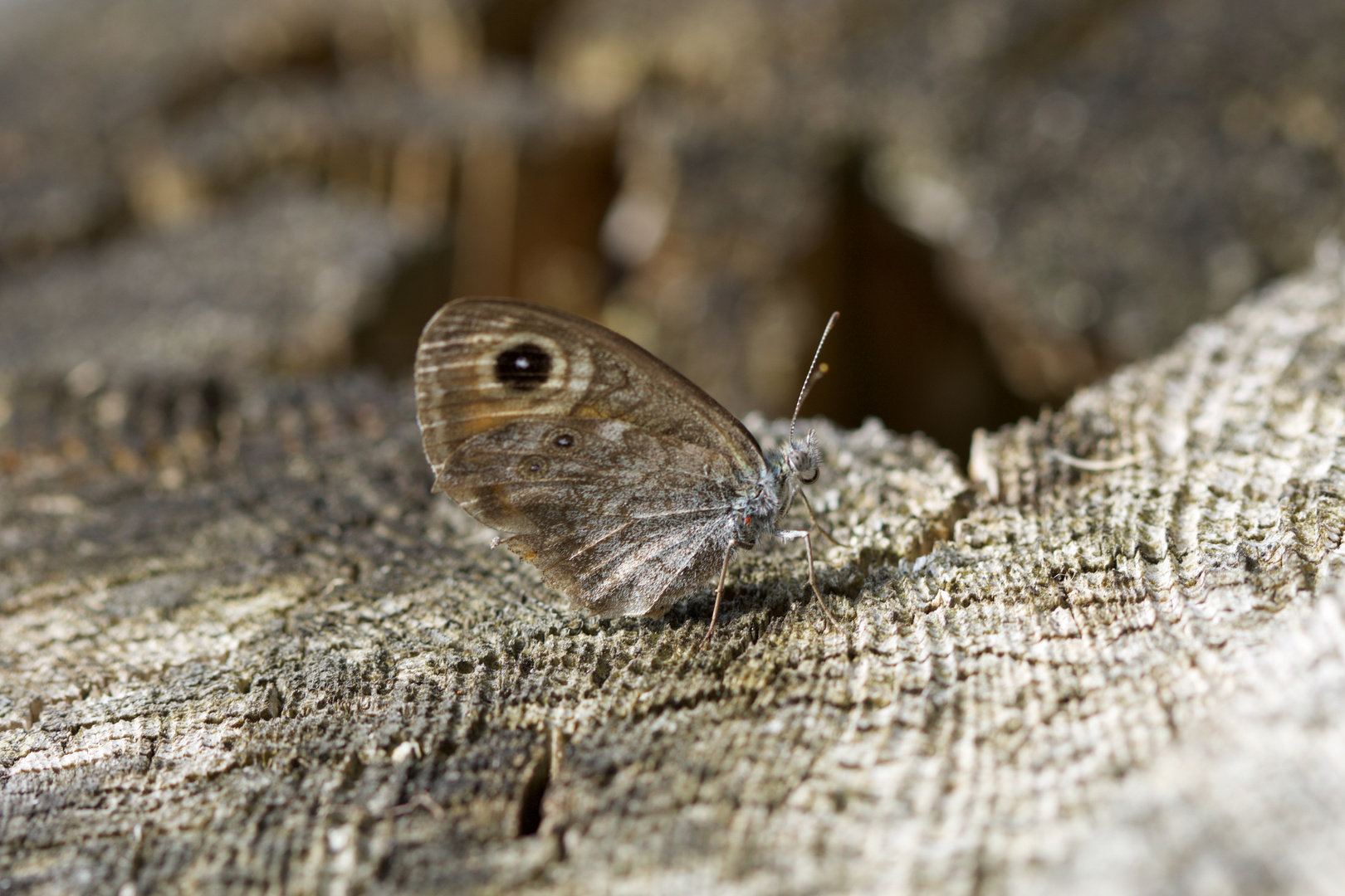 Holz mit Falter