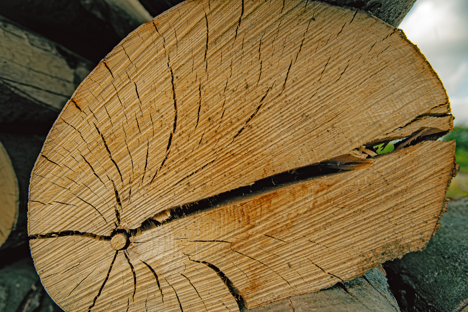  Holz mit Leben