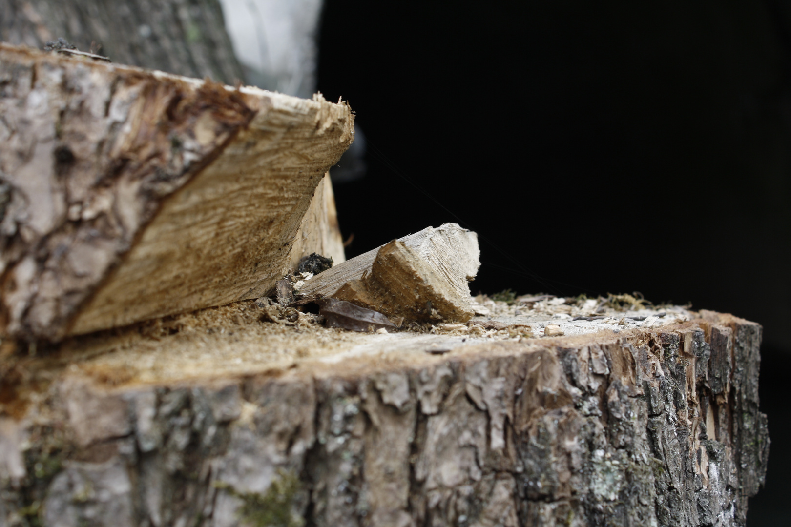 Holz oder Baum?