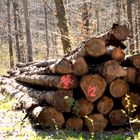 Holz ohne Destruenten