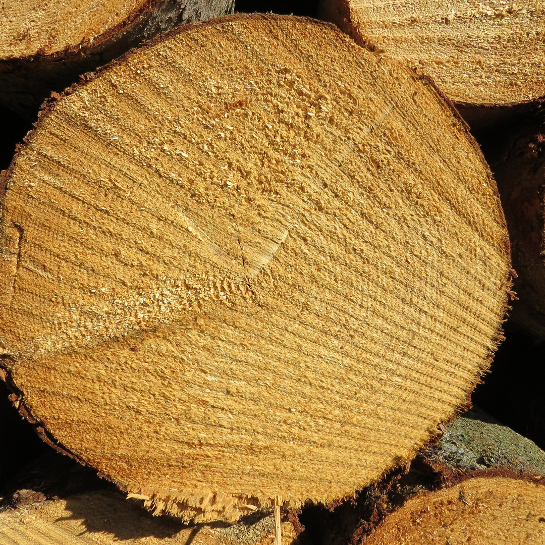 Holz Querschnitt