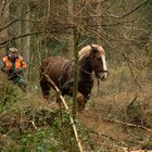 Holz rücken