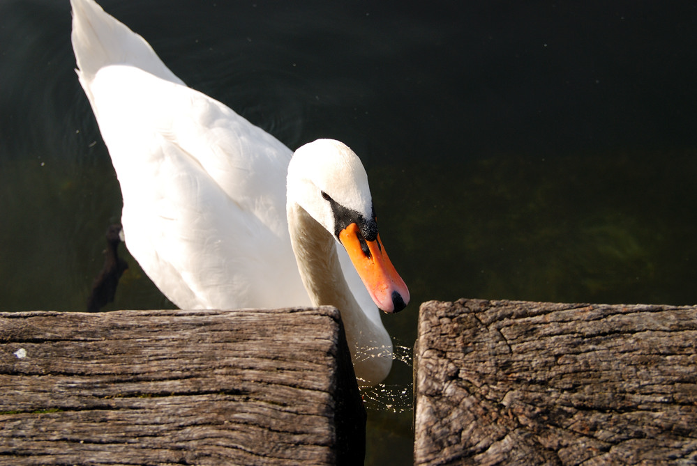 holz-schwan