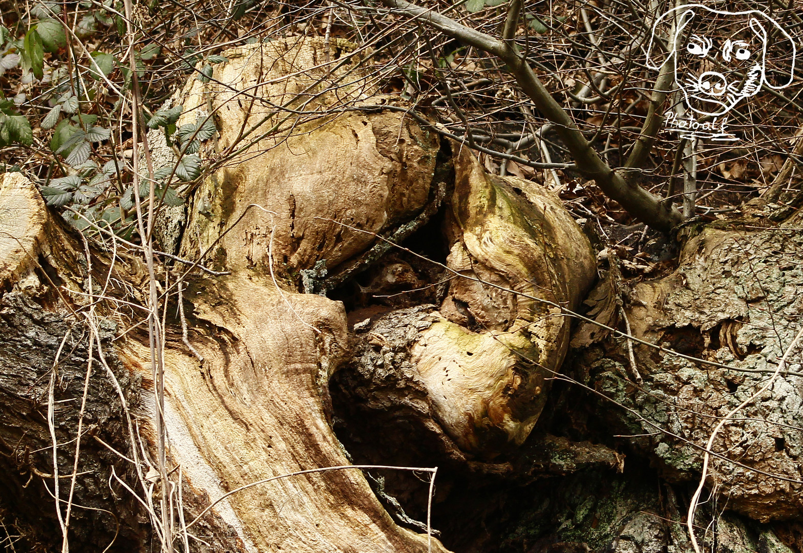 Holz-Steinbock