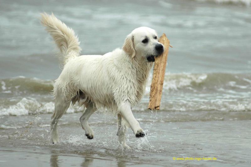 ... Holz Stöckchen!