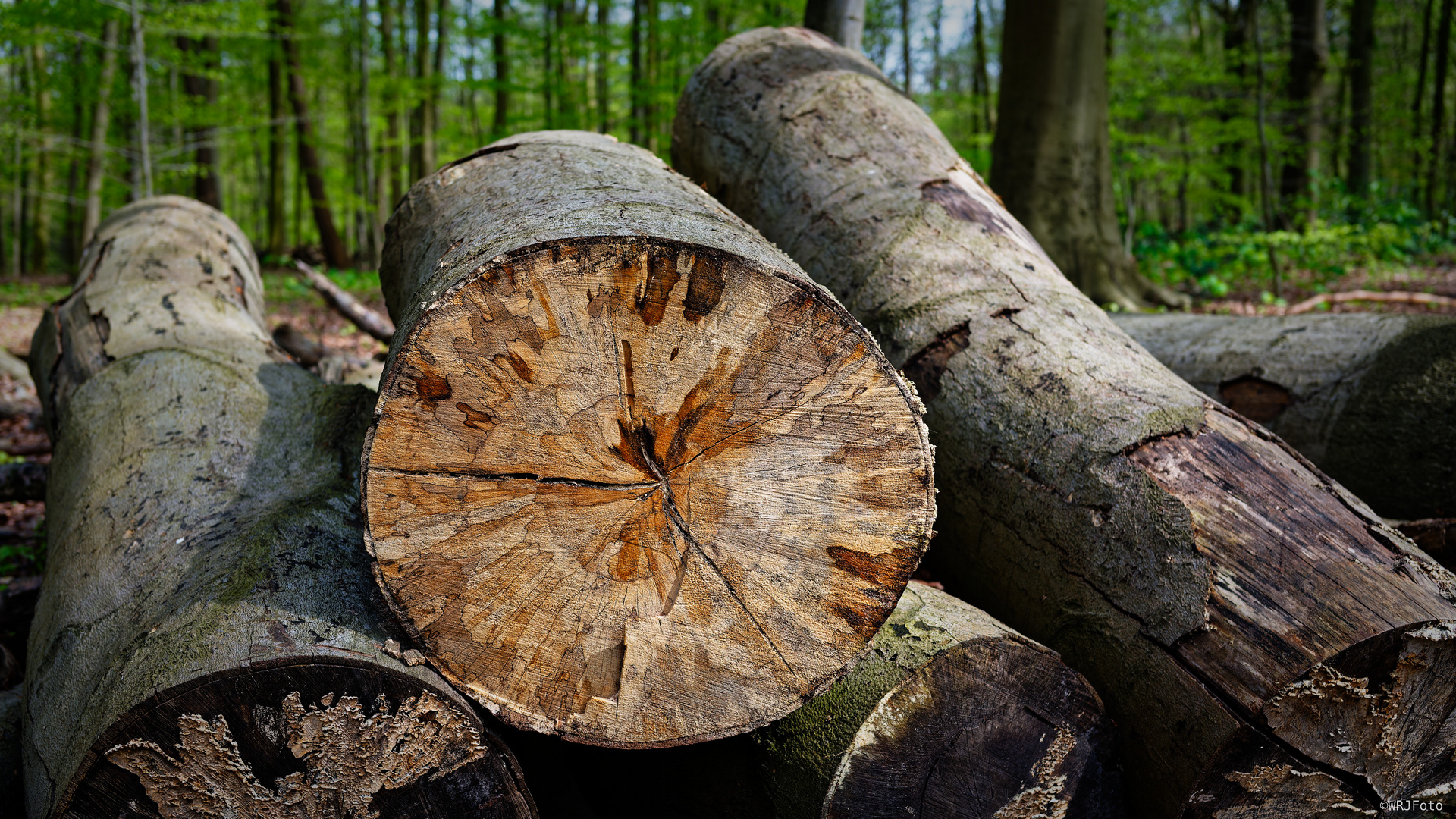 Holz  - Strukturen