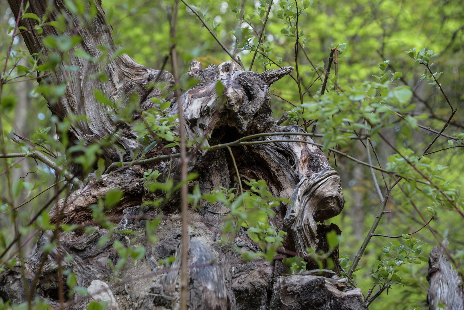 Holz-Strukturen