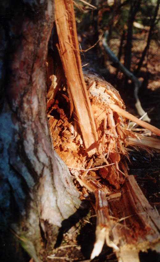 Holz und der Zahn der Zeit