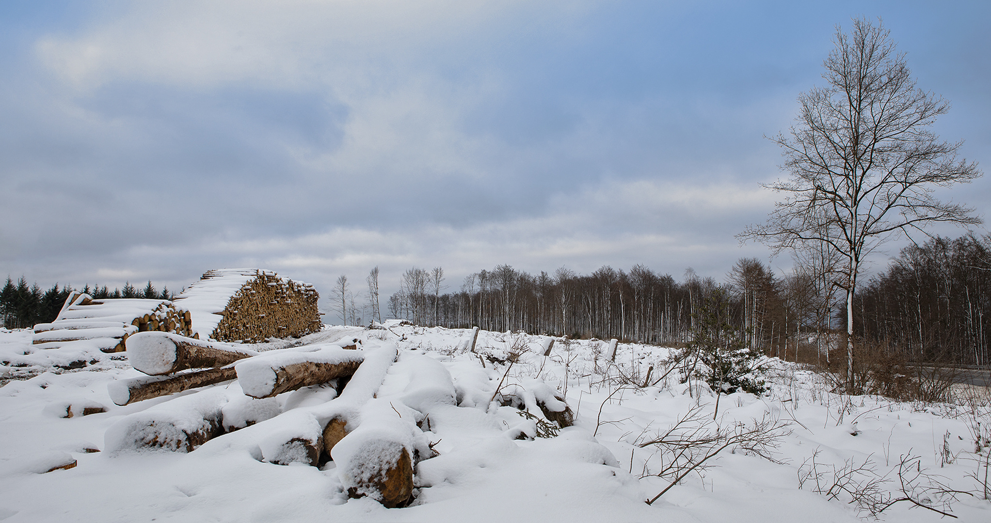 Holz und Forstwirtschaft