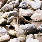 Holz und Stein im Einklang